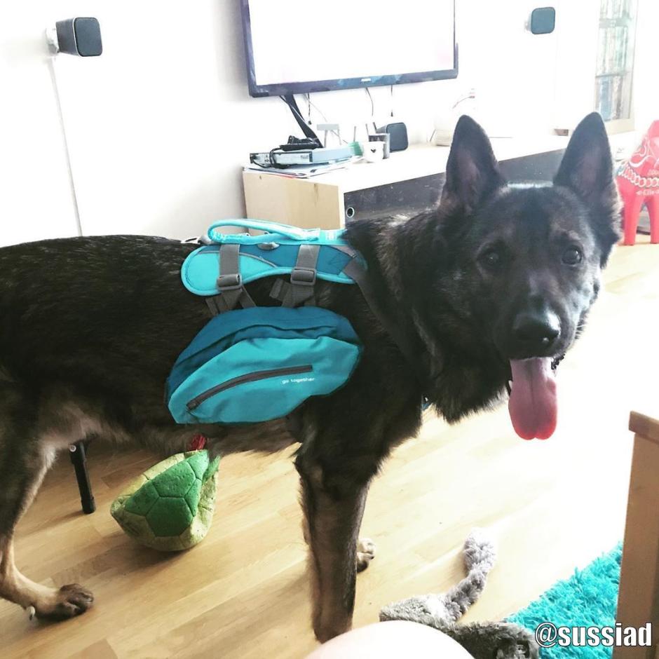 Kurgo Baxter Dog Pack, Regular Size