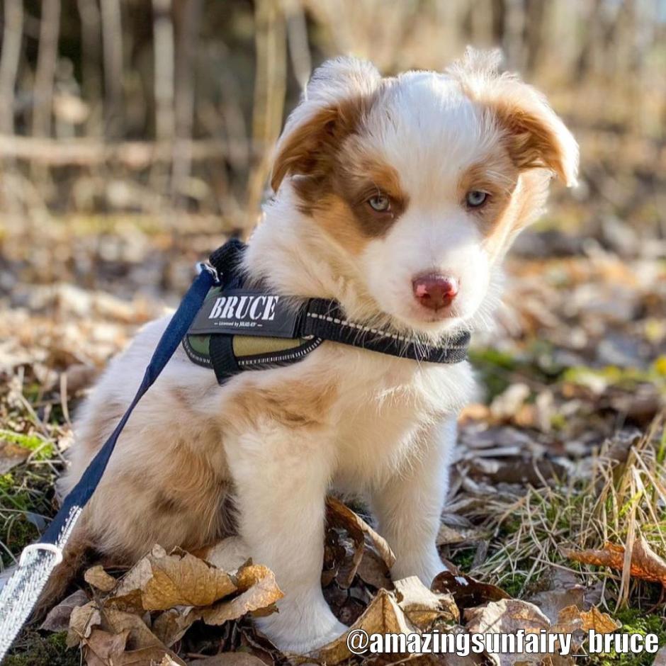 Verbazingwekkend moersleutel geloof Buy Julius-K9 IDC Harness Camo for your dog | Tinybuddy