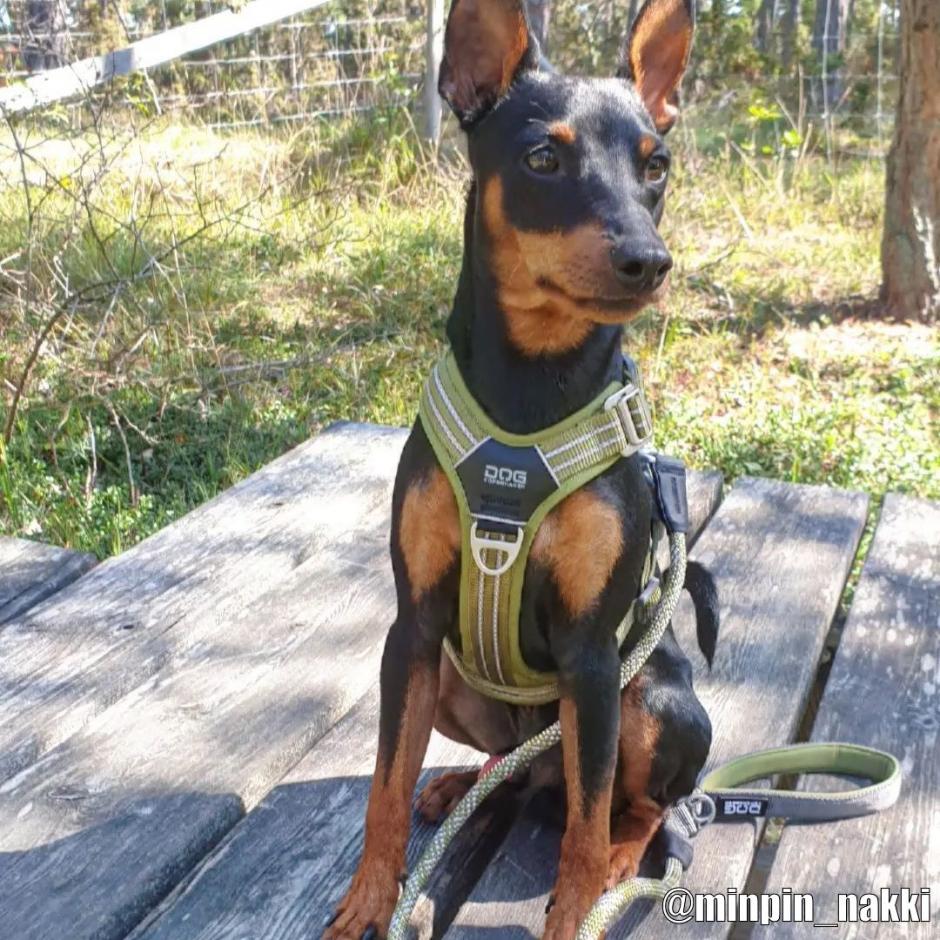 chaos getuigenis ouder Buy Dog Copenhagen Comfort Walk Air Harness Hunting Green | Tinybuddy