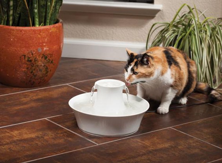 Buy Drinkwell Avalon for your dog or cat Tinybuddy