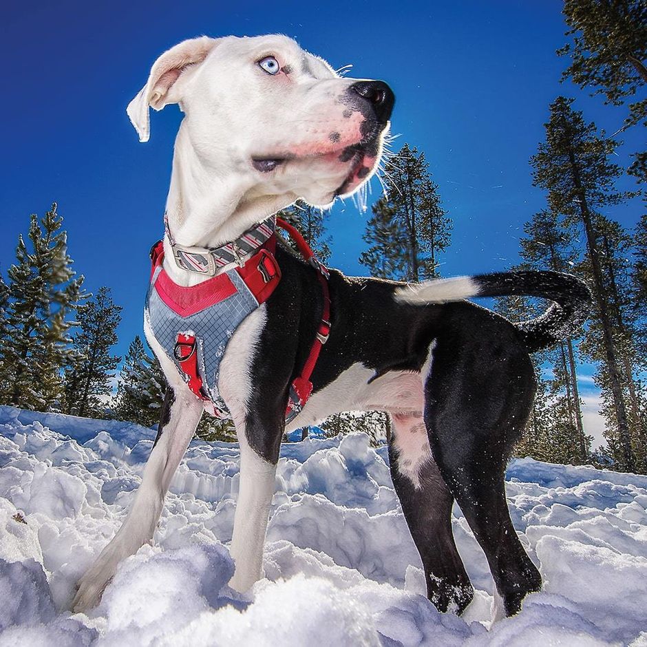 Buy Kurgo Journey Air Dog Harness for your dog Tinybuddy