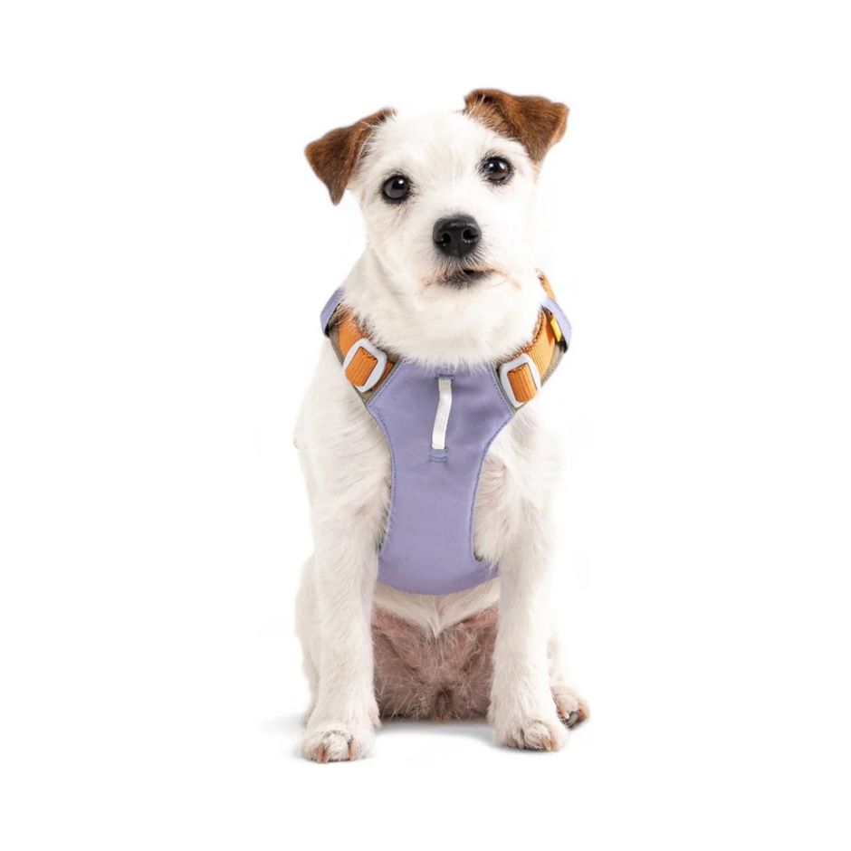 Buy Alpha 360 Dog Harness for your dog Tinybuddy