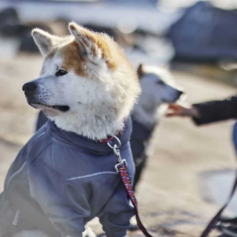 Buy Hurtta Midlayer Overall for your dog Tinybuddy