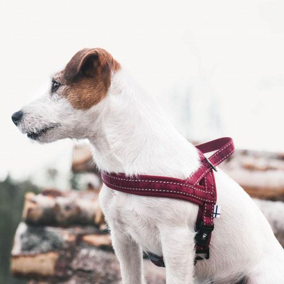 Buy Hurtta Casual Harness for your dog Tinybuddy