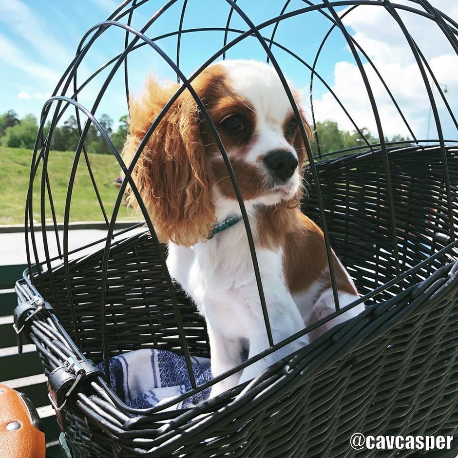 Buy Large Black Bicycle Basket For Dog Kg for your dog Tinybuddy