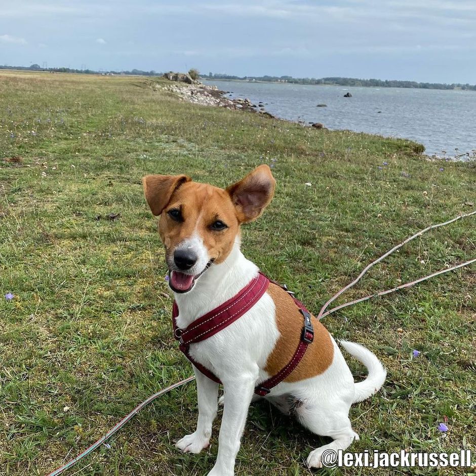 Buy Hurtta Casual Y Harness Cinnamon for your dog Tinybuddy