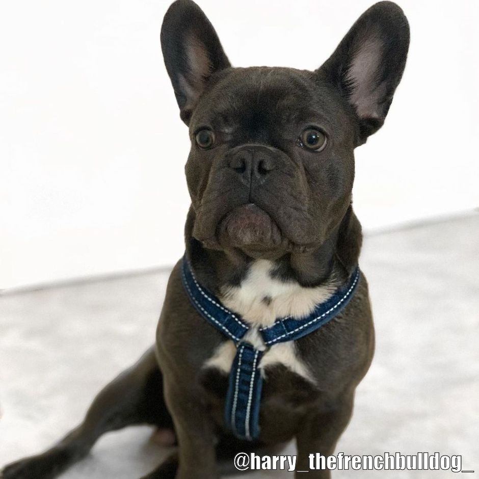 Buy Hurtta Casual Y Harness Cinnamon for your dog Tinybuddy