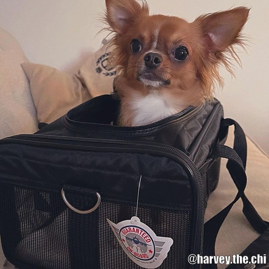 ★TOUT Y EST★ Cream Vegan Sherpa Puppy Mini Duffel Bag 4080 Duffle Bag 