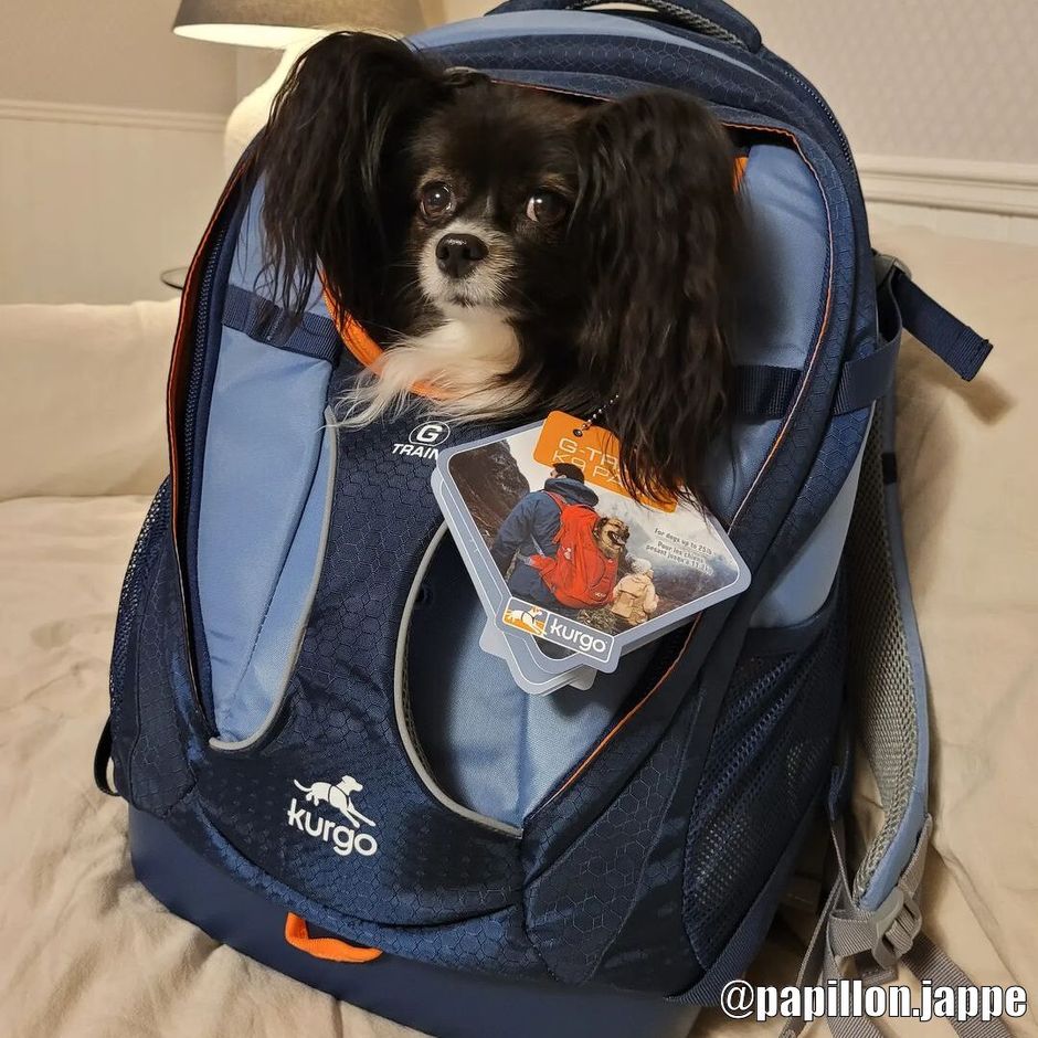 Buy Kurgo G-Train Dog Carrier Backpack for your dog | Tinybuddy