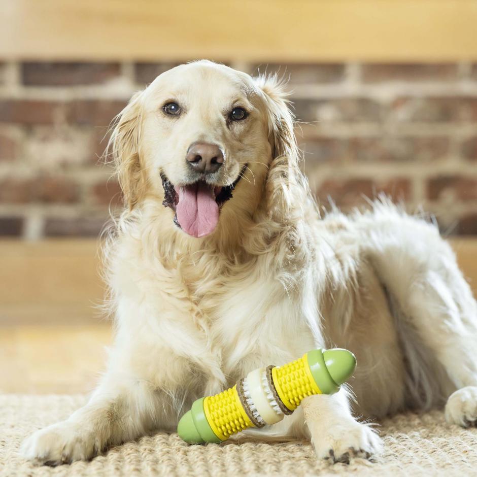 PetSafe Busy Buddy Bristle Bone, Keep Dog's Teeth Clean, Long