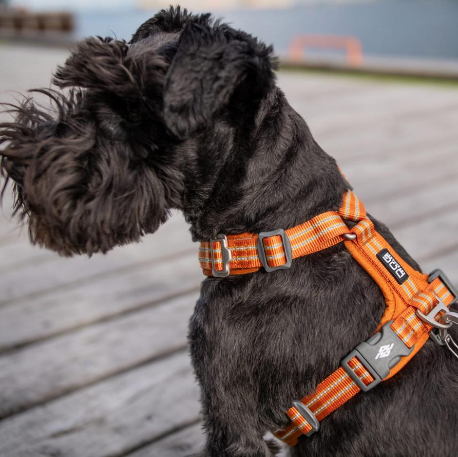 kwaliteit Woning ketting Buy Dog Copenhagen Comfort Walk Air Harness Orange Sun | Tinybuddy