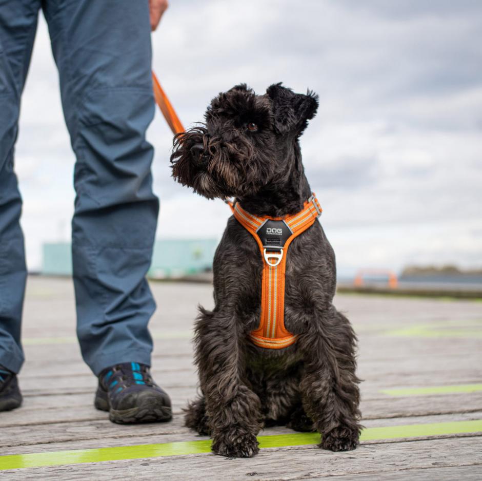 DOG Copenhagen Comfort Walk Air Harness Orange Sun WH-OS Taille S