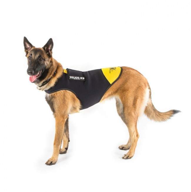 Buy Julius-K9 IDC Dog Vest for your dog Tinybuddy