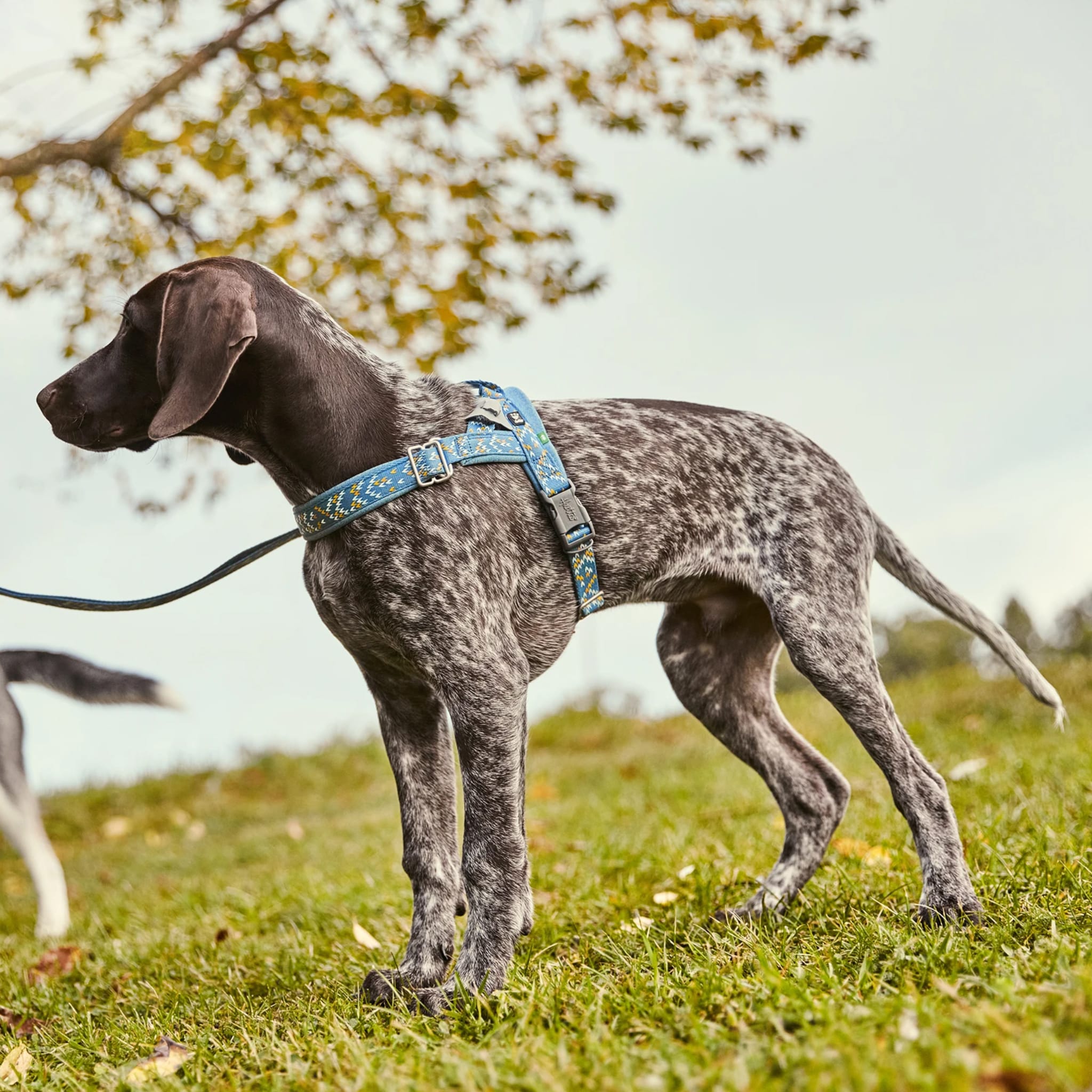 Buy Hurtta Razzle-dazzle H Harness Blackberry for your dog Tinybuddy
