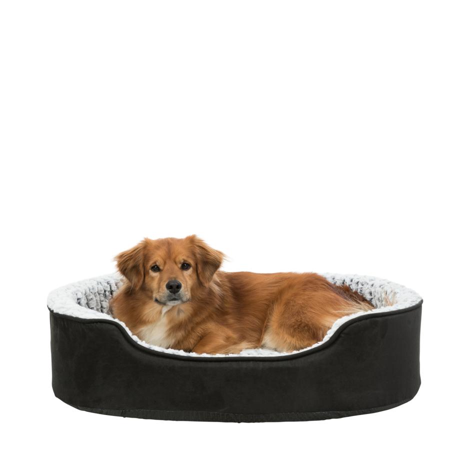 længst imod madras Buy Memory Lino Dog Bed for your dog | Tinybuddy
