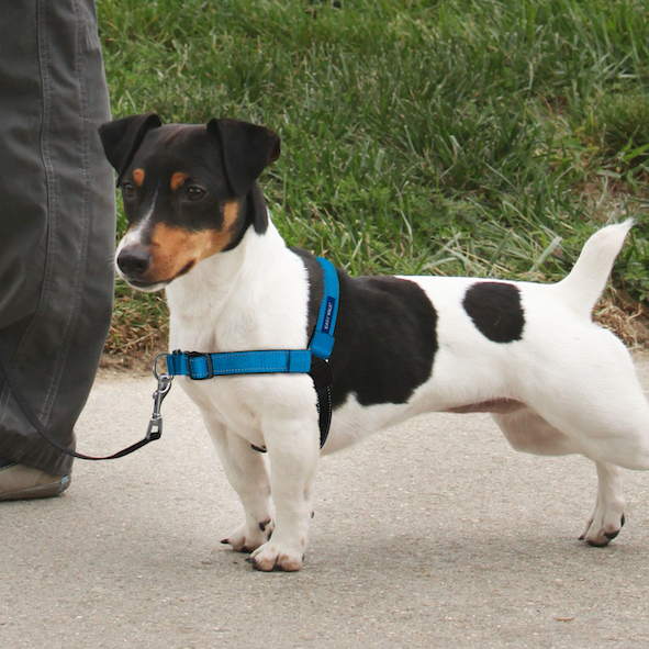 Buy PetSafe Easy Walk No Pull Harness Deluxe for your dog Tinybuddy