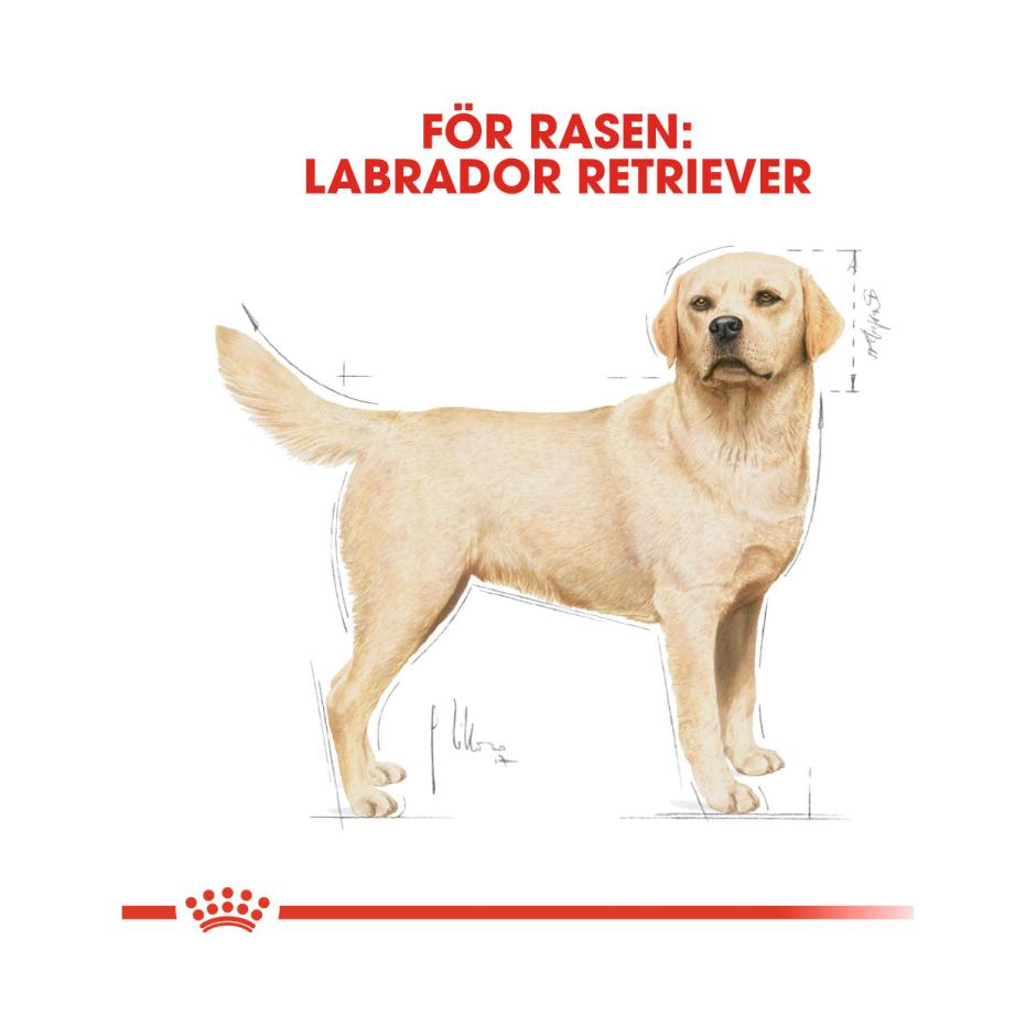Ontvanger alias tack Buy Royal Canin Labrador Retriever Adult for your dog | Tinybuddy