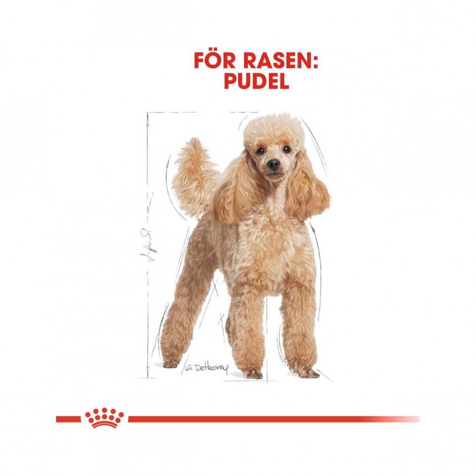 Poodle Adult  Royal Canin IE
