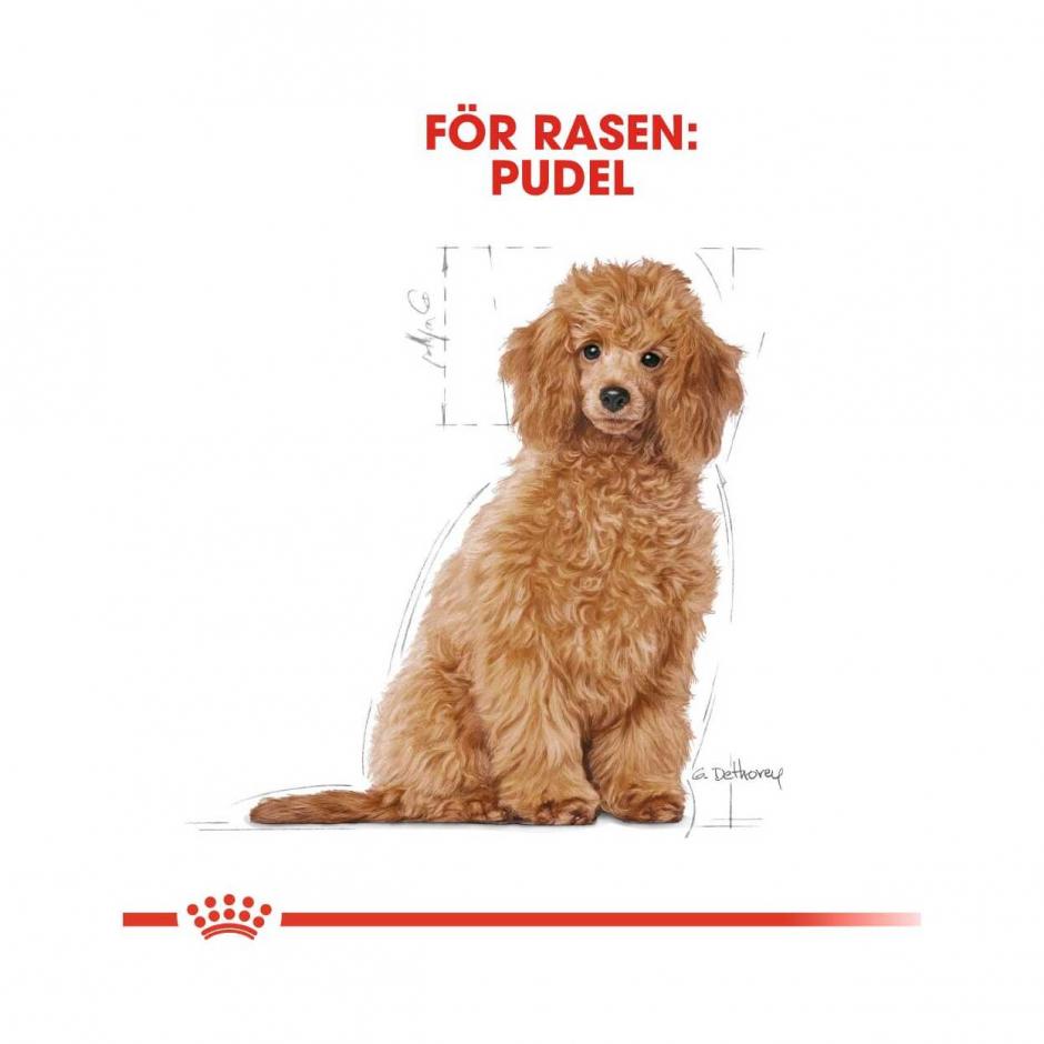 https://www.tinybuddy.eu/assets/products/royal-canin-poodle-puppy-47276_940x.jpg?1677231371